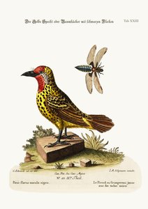 黒い斑点のある黄色のキツツキ、1749-73